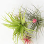Voir la diapositive 3 : PLANT IN A BOX Plante aérienne - Set de 3 - Tillandsia - Hauteur 5-15cm - ⌀5cm