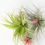 Voir la diapositive 3 : PLANT IN A BOX Plante aérienne - Set de 3 - Tillandsia - Hauteur 5-15cm - ⌀5cm