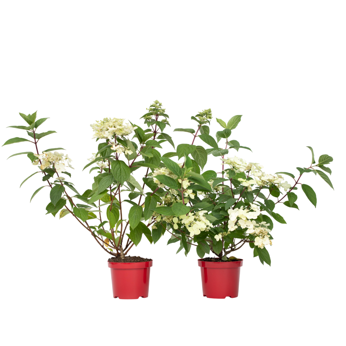 PLANT IN A BOX Hortensia - Set de 2 - Hydrangea paniculata 'Wim's Red' - H25-40cm - ⌀19cm
