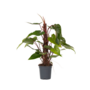 Voir la diapositive 1 : PLANT IN A BOX Plante verte - Philodendron Red Emerald Kratiste - Hauteur 70-80cm - ⌀19cm
