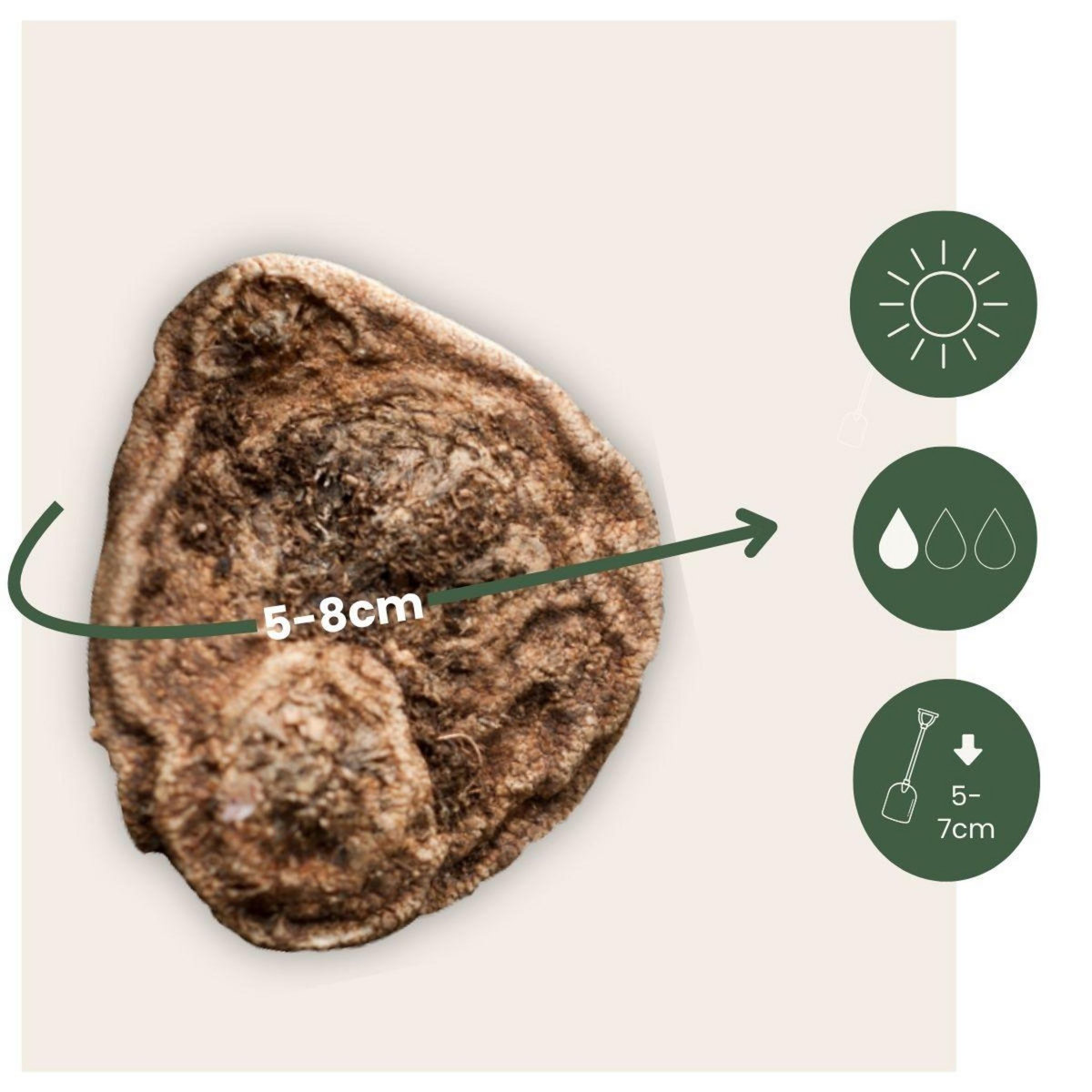 PLANT IN A BOX Bulbes d'anémone - Set de 30 - Anemoon de Caen - Bulbes à fleurs