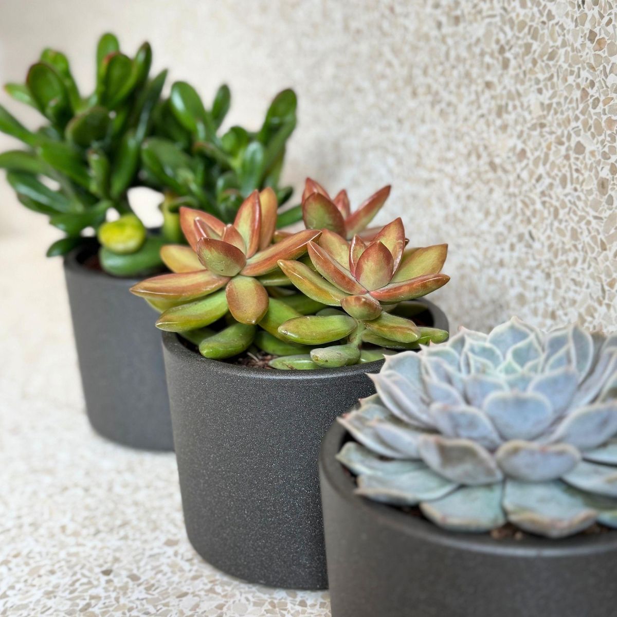 PLANT IN A BOX Mélange de succulentes - Set de 3 - Succulent Mix - H15-20cm - ⌀10,5cm