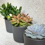 Voir la diapositive 3 : PLANT IN A BOX Mélange de succulentes - Set de 3 - Succulent Mix - H15-20cm - ⌀10,5cm