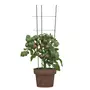VIDAXL Supports pour plantes de jardin 3 anneaux 5pcs Vert 60 cm Acier
