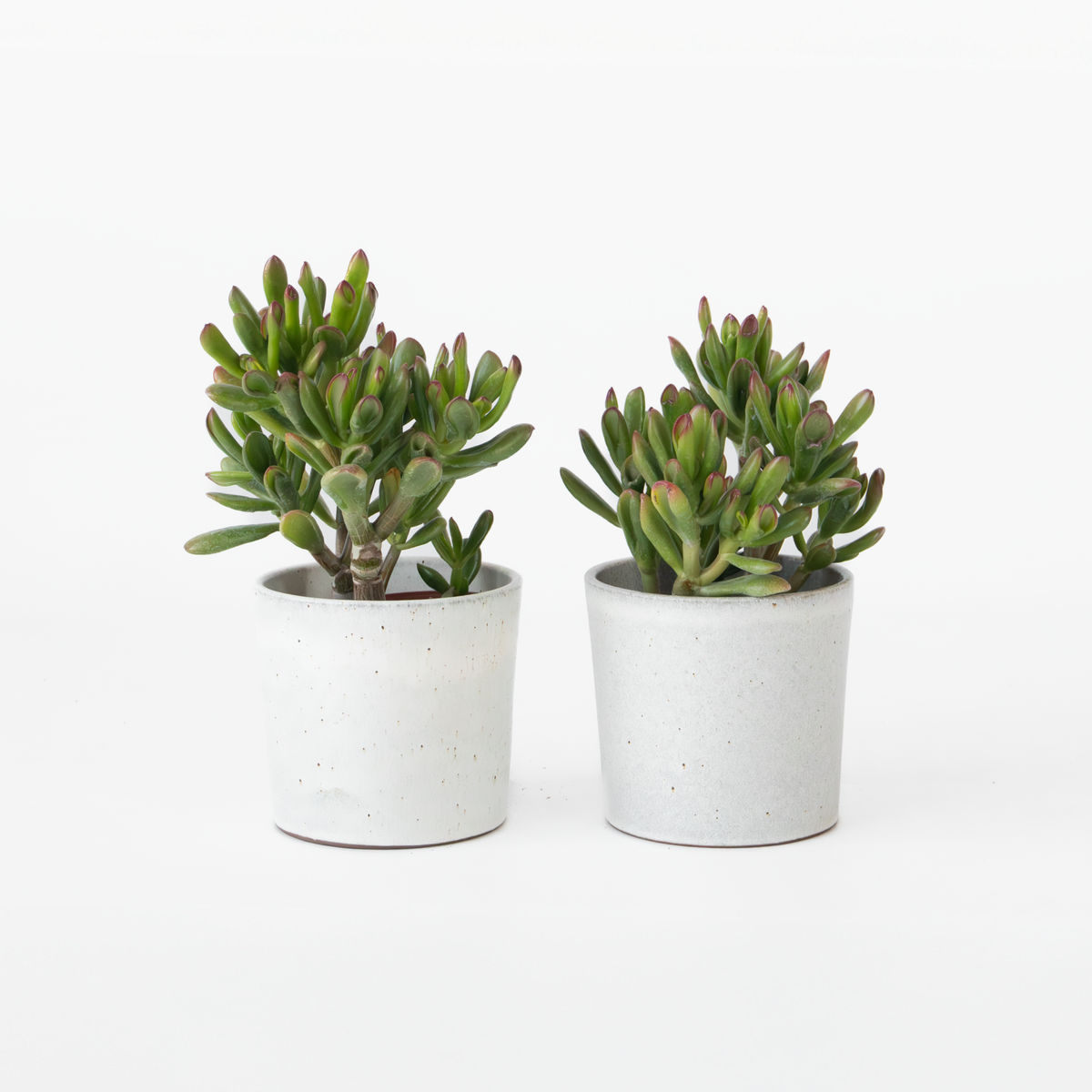 PLANT IN A BOX Plante de Jade - Lot de 2 - Crassula ovata 'Gollum' - Hauteur 15-25cm - Pot 12cm