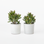 Voir la diapositive 5 : PLANT IN A BOX Plante de Jade - Lot de 2 - Crassula ovata 'Gollum' - Hauteur 15-25cm - Pot 12cm