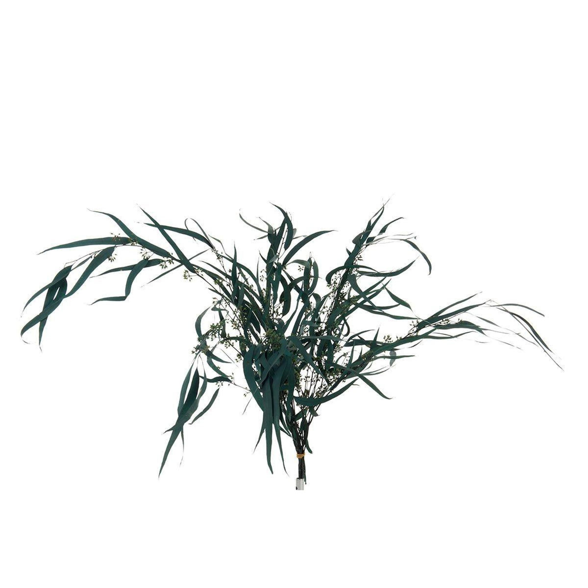 Paris Prix Bouquet d'Eucalyptus  Sauvage Séché  75cm Vert