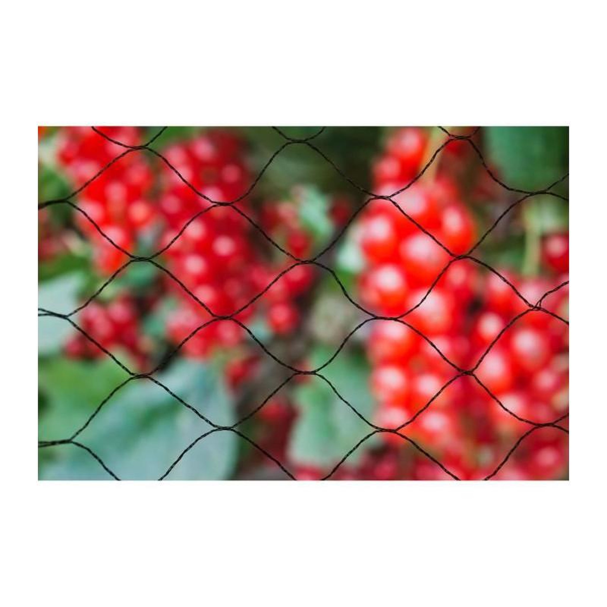 Voir la diapositive 1 : NATURE Filet anti-oiseaux Primo 5x2m en maille tricotée polyéthylene 12gr/m² noir