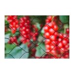 NATURE Filet anti-oiseaux Primo 5x2m en maille tricotée polyéthylene 12gr/m² noir
