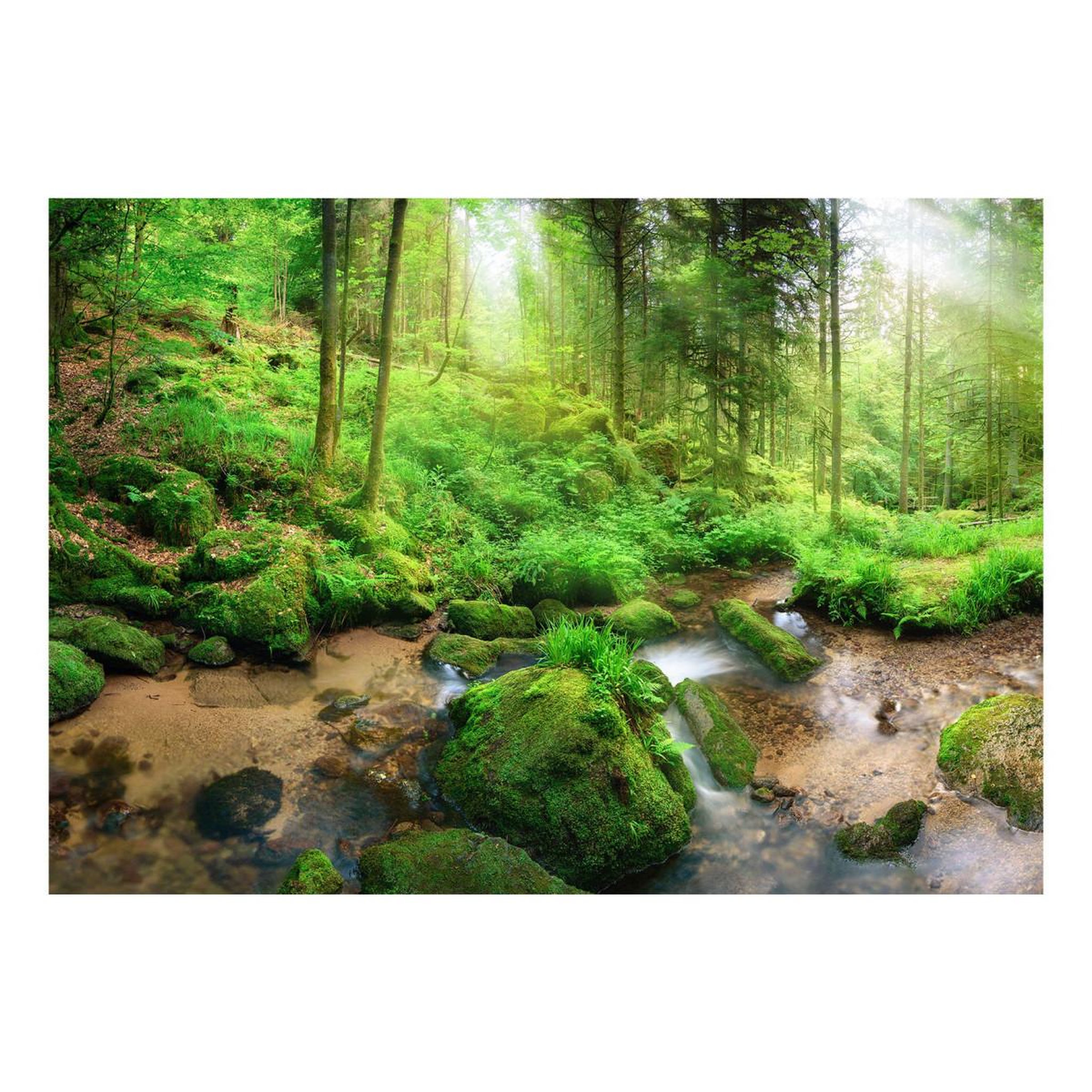 Voir la diapositive 2 : Paris Prix Papier peint  humid forest
