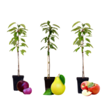 PLANT IN A BOX Colonnes de fruits - Set de 3 - Pomme, Poire - Hauteur 60-70cm - ⌀9cm