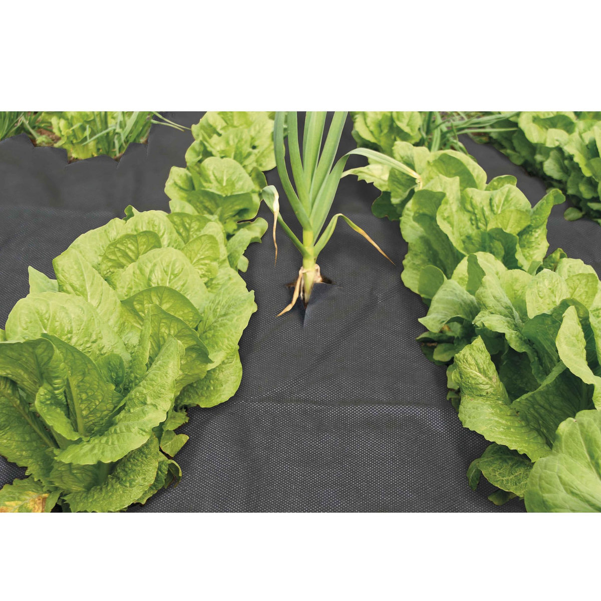  Voile de paillage 30g