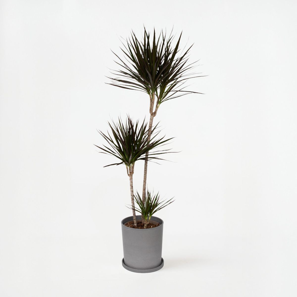 PLANT IN A BOX Dragonnier - Dracaena marginata - Hauteur 110-130cm - ⌀24cm
