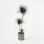 Voir la diapositive 6 : PLANT IN A BOX Dragonnier - Dracaena marginata - Hauteur 110-130cm - ⌀24cm