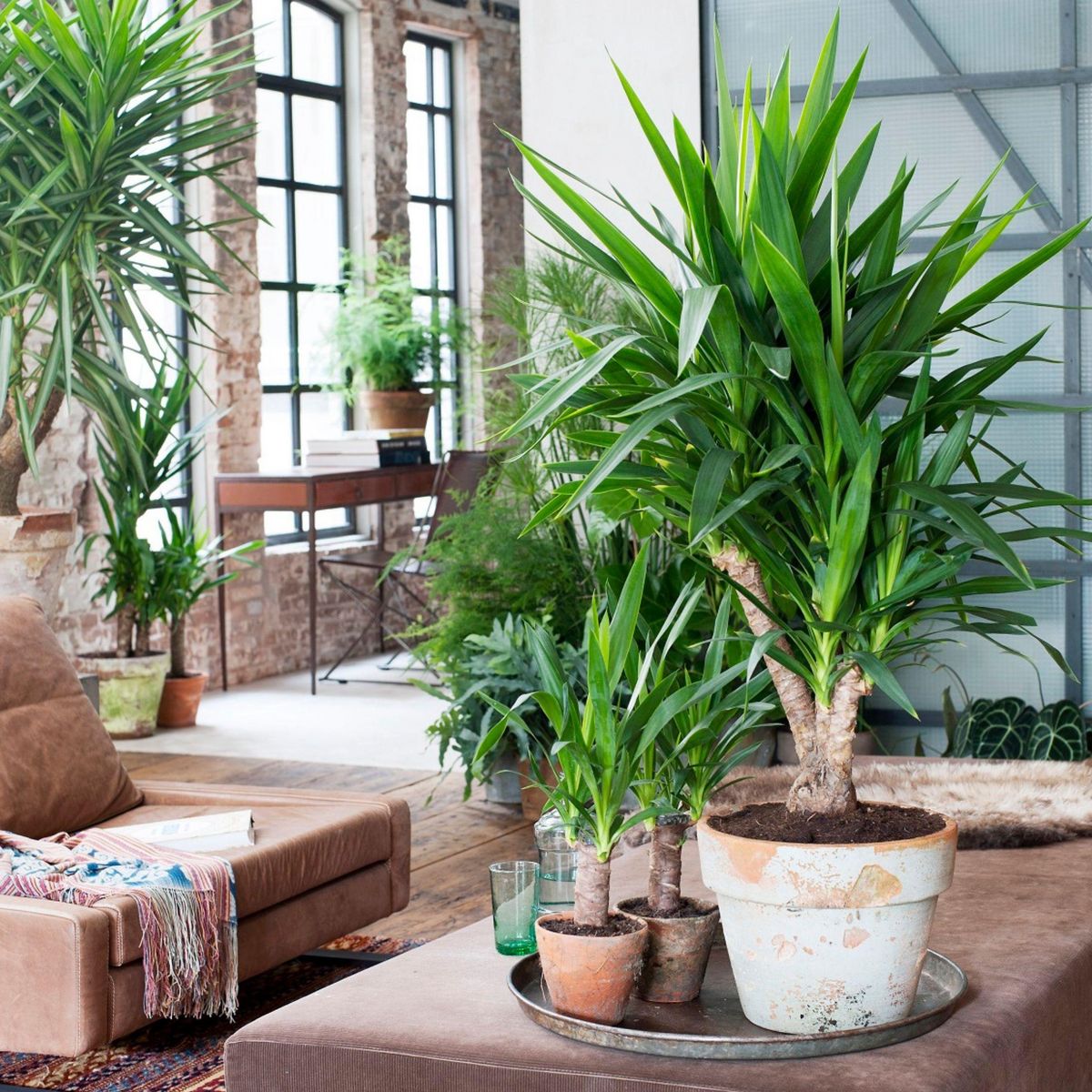 PLANT IN A BOX Pied d'éléphant - Yucca elephantipes - Hauteur 70-80cm - ⌀17cm