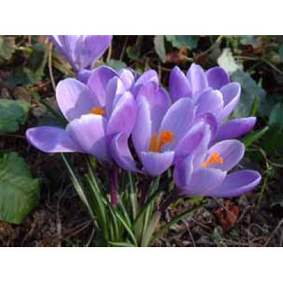 AUCHAN Crocus Grande fleur