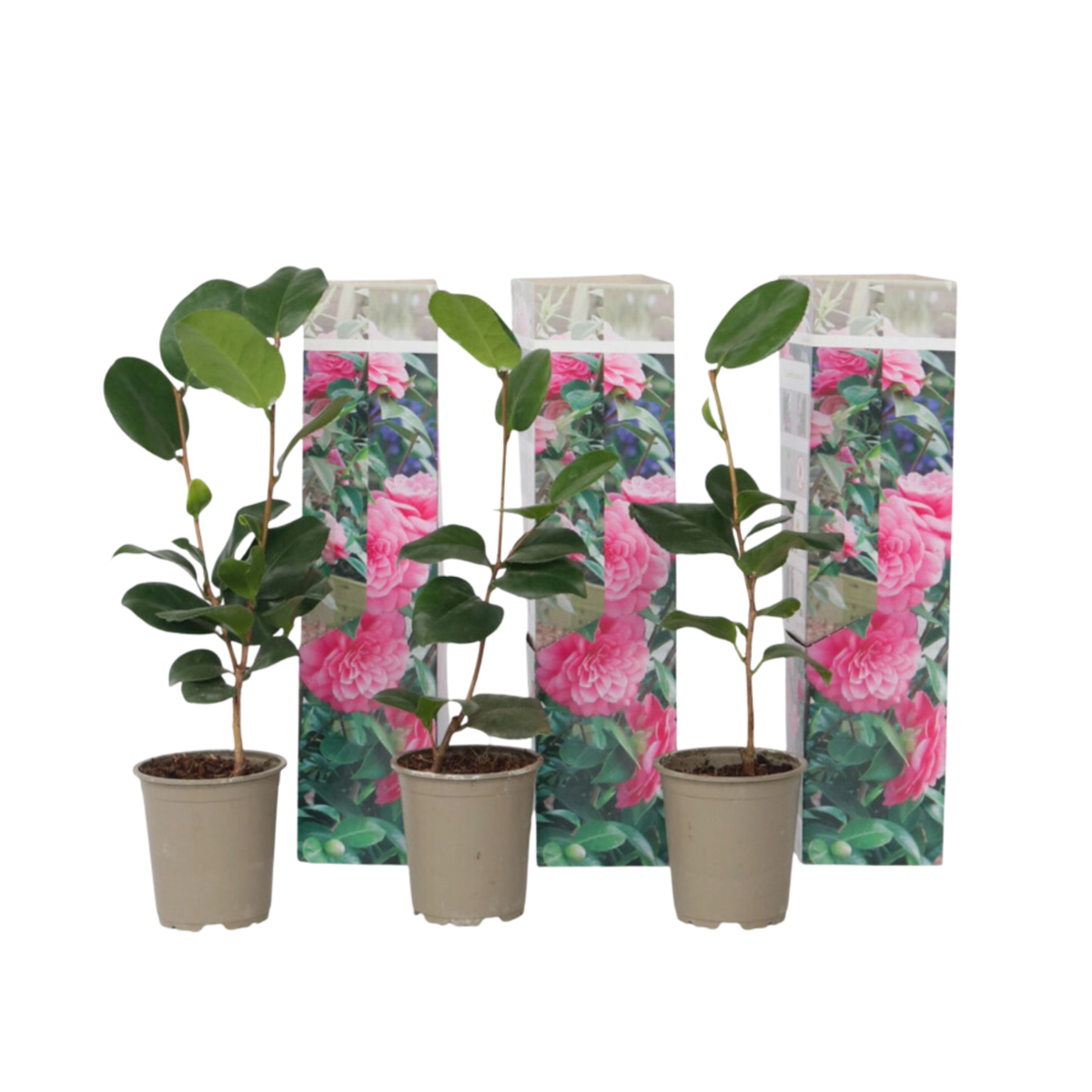 PLANT IN A BOX Camélia - Set de 3 - Camellia japonica 'Bonomiana' - Hauteur 25-40cm - ⌀9cm