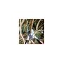 Voir la diapositive 3 : SUAN Coupe branche lame enclume - Suan - Manche télescopique - Dimensions : 87 x 34 cm