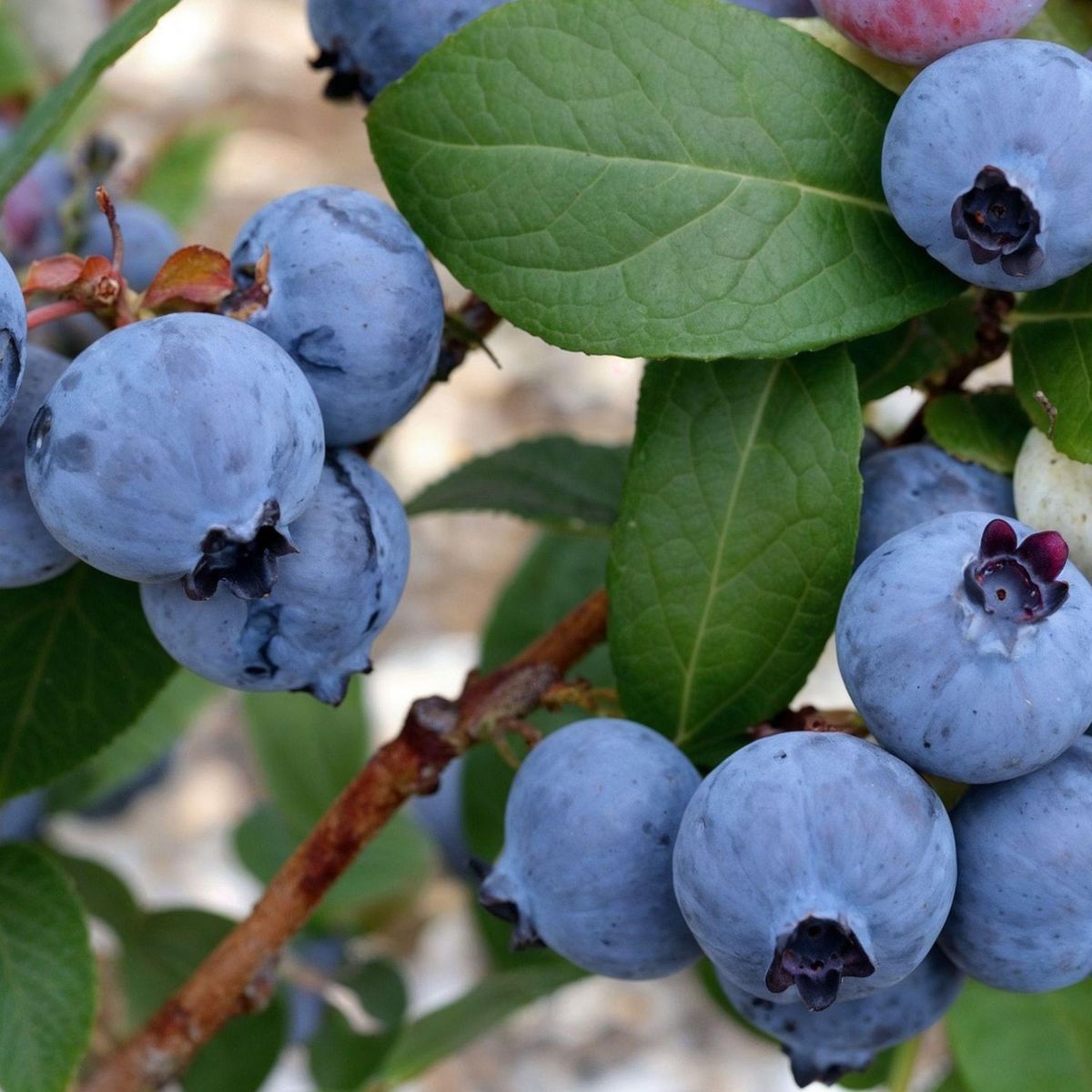 PLANT IN A BOX Myrtille - Set de 6 - Vaccinium corymbosum 'Sunshine Blue' - H25-40cm - ⌀9cm