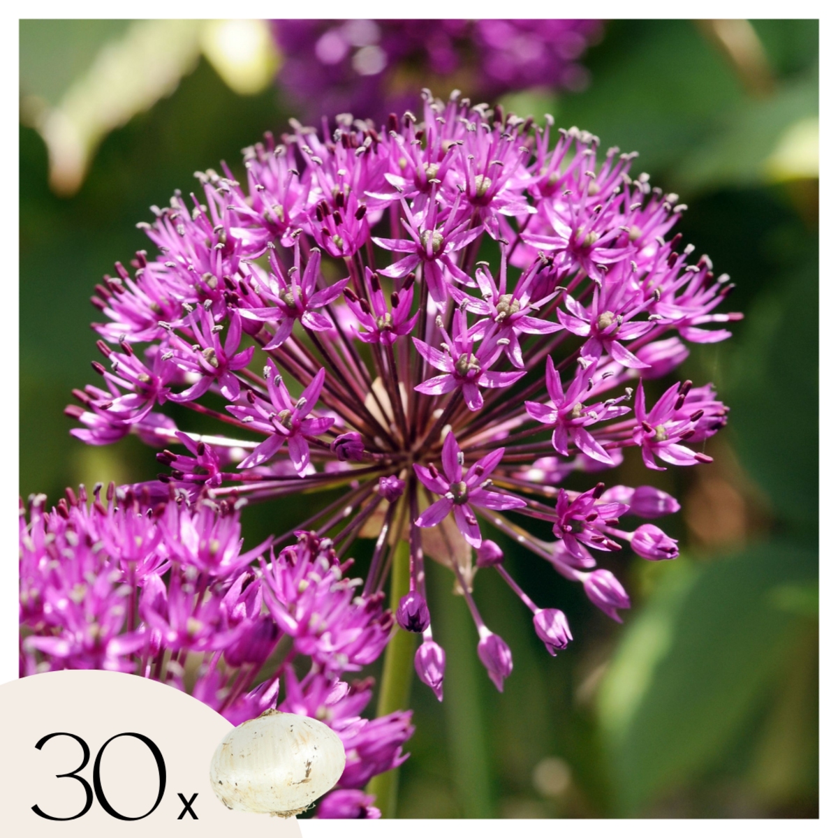 PLANT IN A BOX Ail - Set de 30 - Allium 'Purple Sensation' - Bulbes à fleurs - Violet