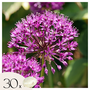 Voir la diapositive 1 : PLANT IN A BOX Ail - Set de 30 - Allium 'Purple Sensation' - Bulbes à fleurs - Violet