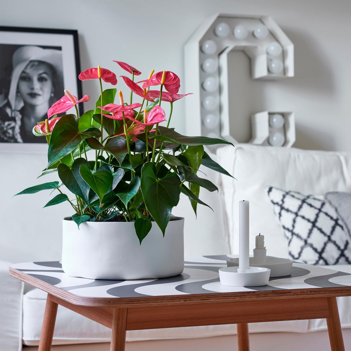 PLANT IN A BOX Langue de feu - Anthurium 'Maine Pink' - Hauteur 55-70cm - ø17cm