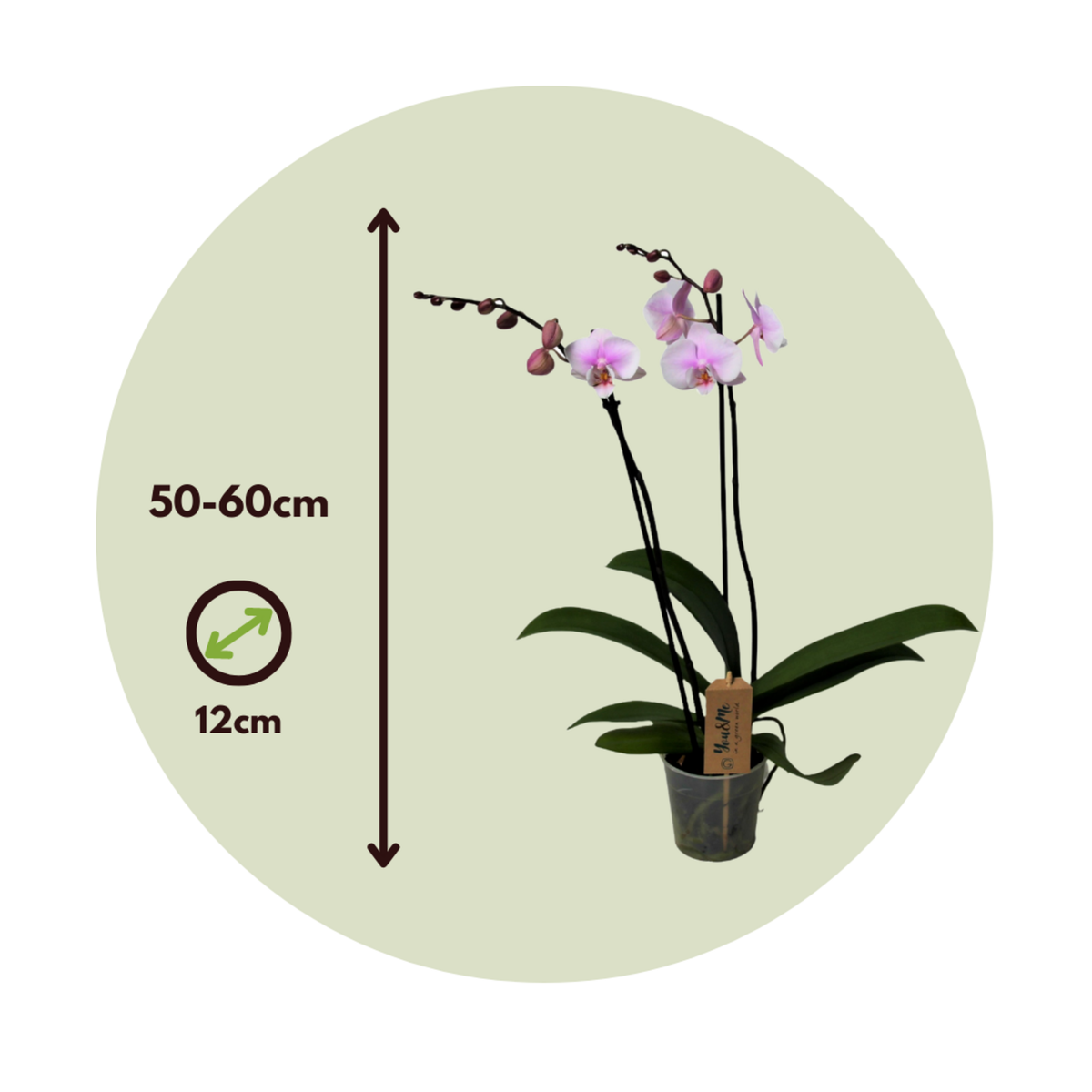 PLANT IN A BOX Orchidée papillon - Phalaenopsis - Hauteur 50-60cm - ⌀12cm