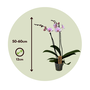 Voir la diapositive 2 : PLANT IN A BOX Orchidée papillon - Phalaenopsis - Hauteur 50-60cm - ⌀12cm