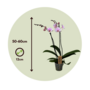 Voir la diapositive 2 : PLANT IN A BOX Orchidée papillon - Phalaenopsis - Hauteur 50-60cm - ⌀12cm