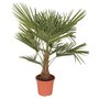 Palmier de Chine (Chamaerops Excelsa) - Pot de 15L - HT/90cm et plus