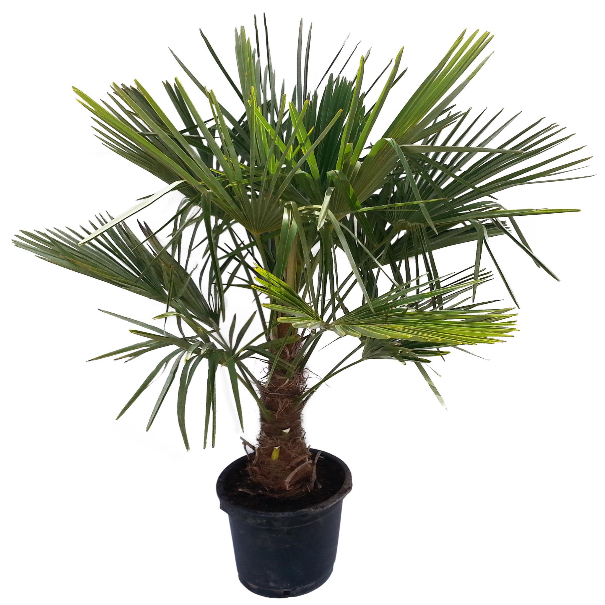 Palmier de Chine (Chamaerops Excelsa) - Pot de 25L - HT/140cm et plus