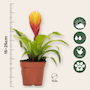 Voir la diapositive 2 : PLANT IN A BOX Épée flamboyante - Lot de 3 - Tillandsia Vriesea 'Dorado' - H15-25cm - ø7cm
