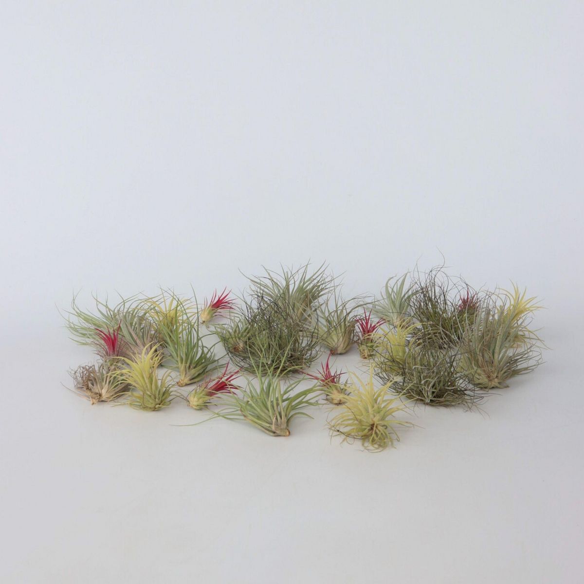 PLANT IN A BOX Plante aérienne - Set de 24 - Tillandsia - Hauteur 5-15cm - ⌀5cm