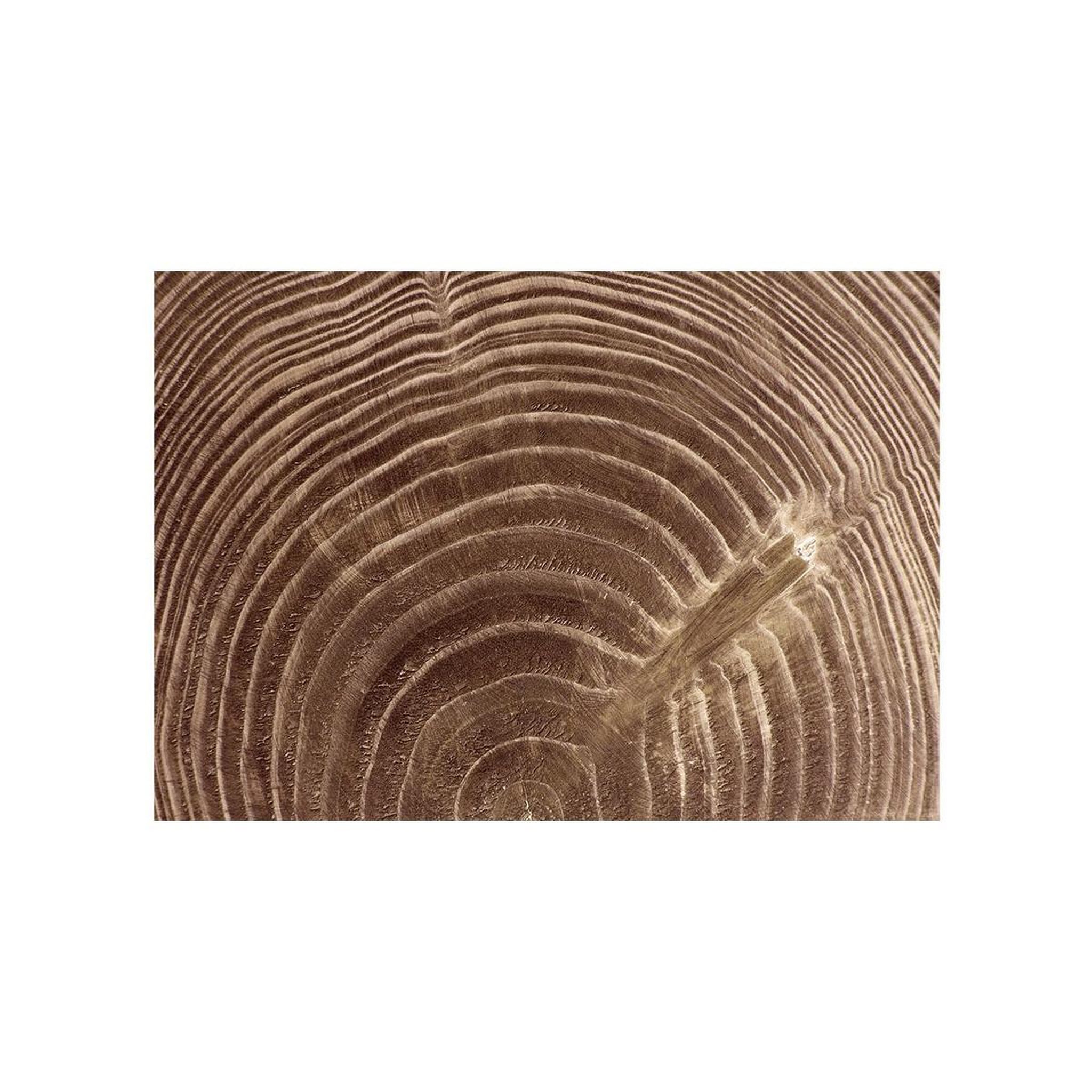 Voir la diapositive 2 : Paris Prix Papier Peint  Arbre Sévère