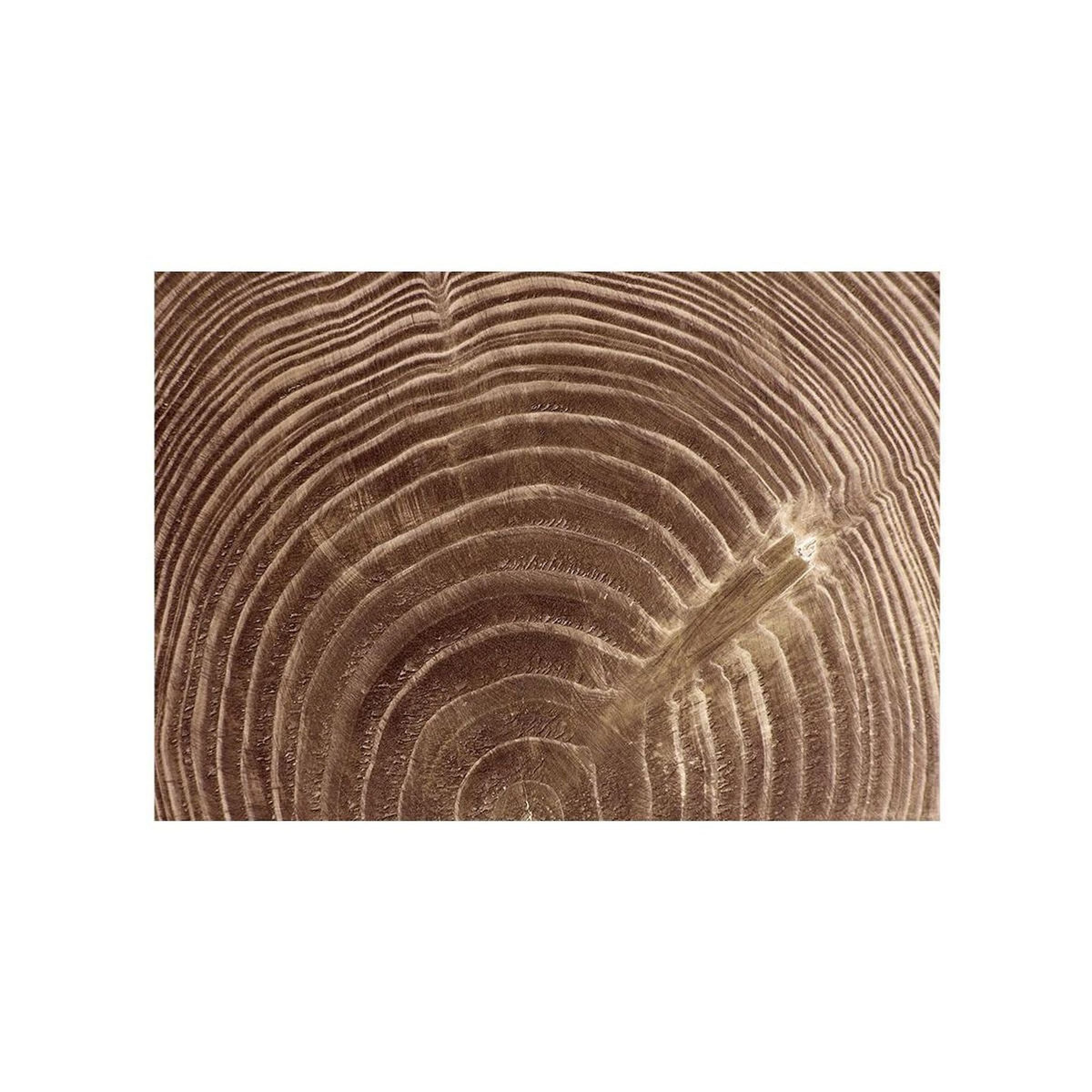 Paris Prix Papier Peint  Arbre Sévère