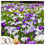 Voir la diapositive 1 : PLANT IN A BOX Fleur printanière - Set de 30 - Crocus 'Large Flowering Mix' - Bulbes à fleurs