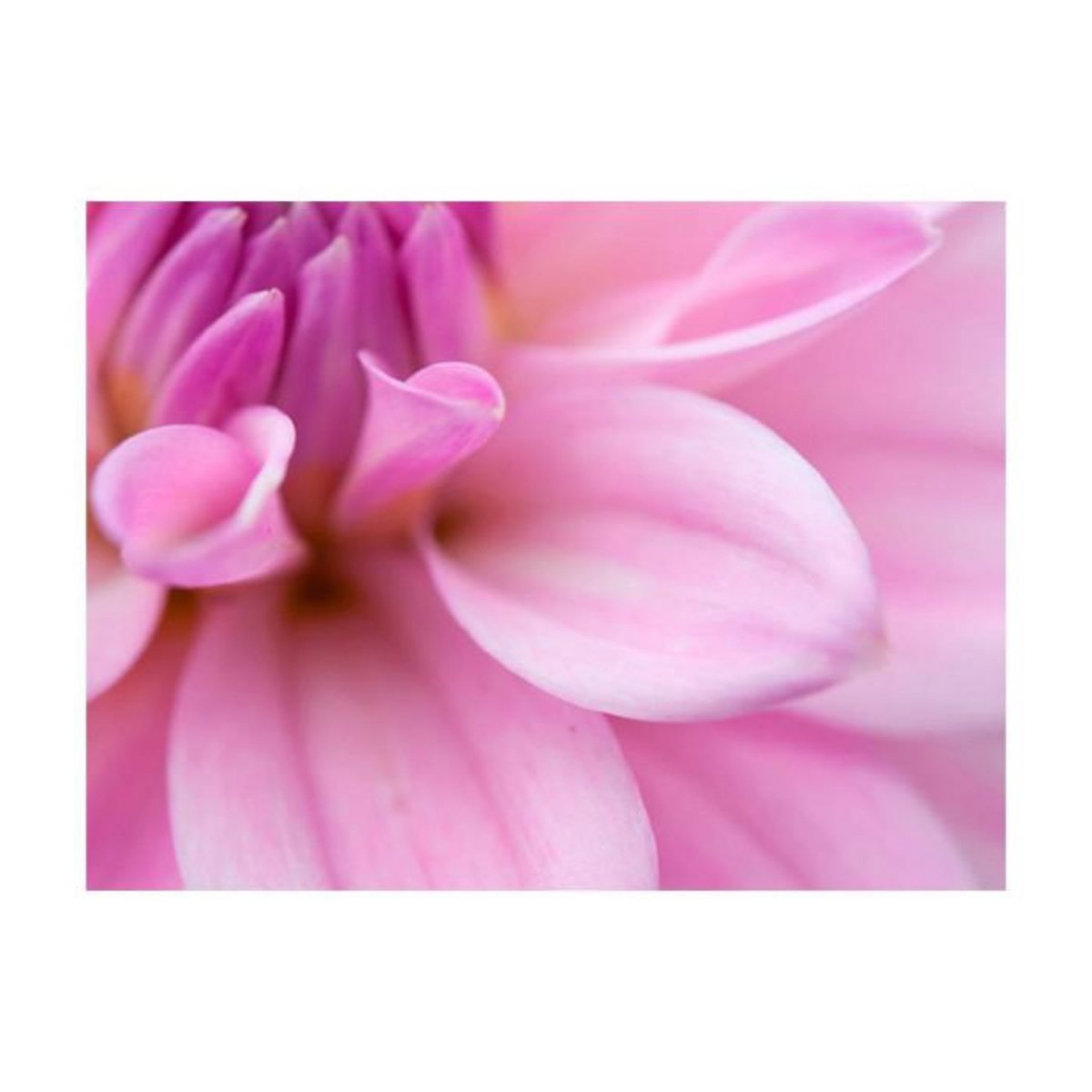 Paris Prix Papier Peint  Pétales de Fleur Dahlia