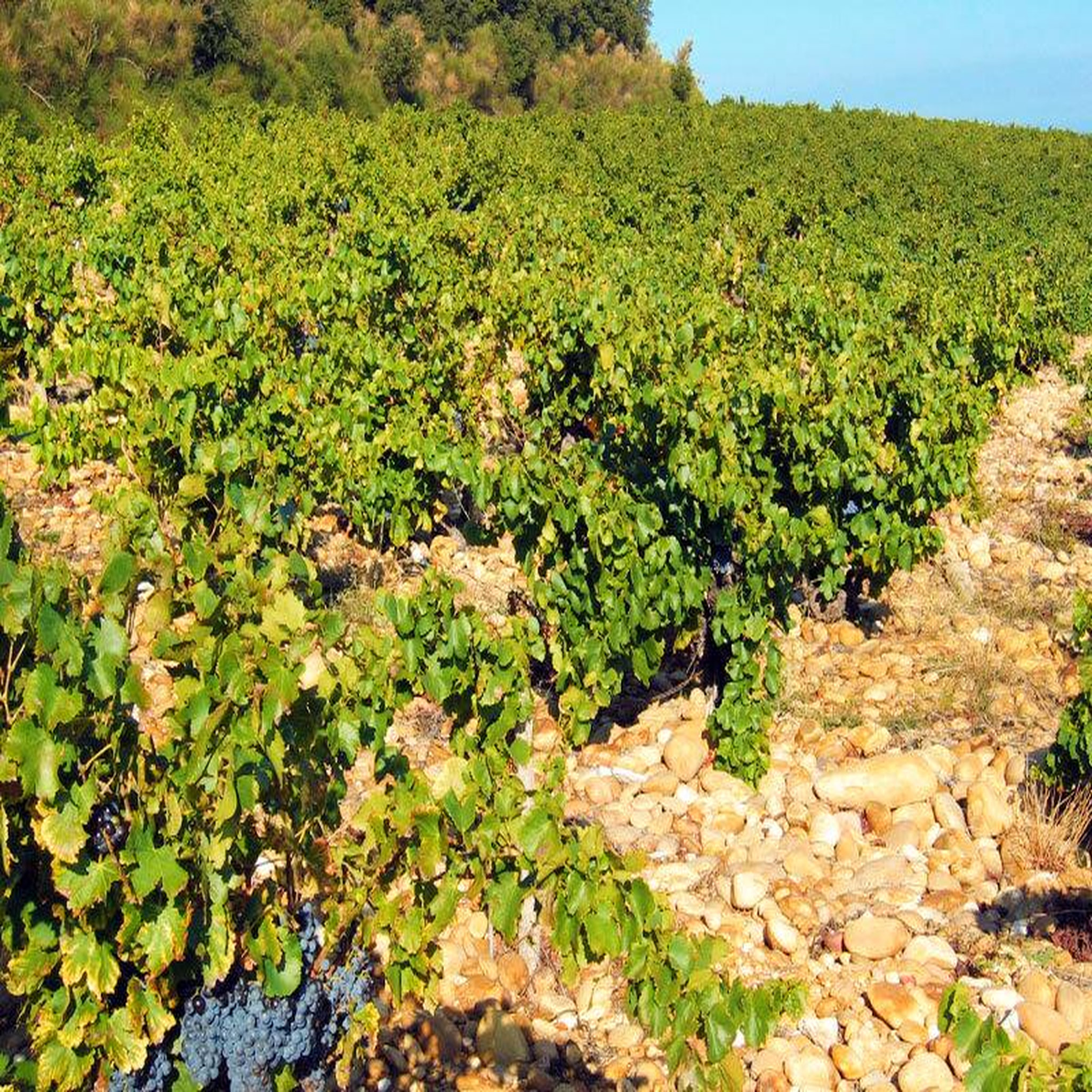 Voir la diapositive 3 : Smartbox Assortiment de 6 bouteilles de châteauneuf-du-pape livré à domicile - coffret cadeau gastronomie