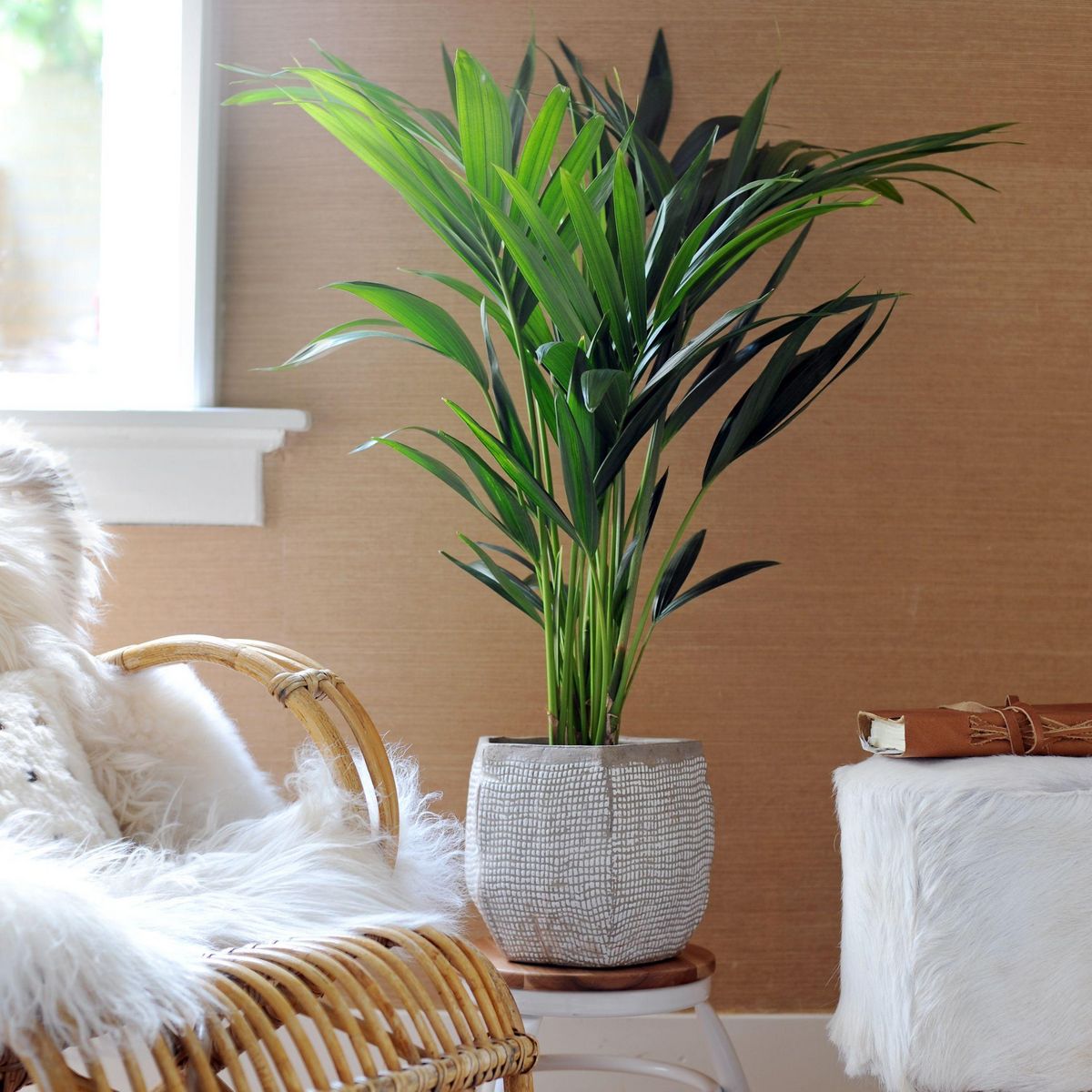 PLANT IN A BOX Palmier Kentia - Howea forsteriana - Hauteur 90-100cm - ⌀18cm