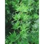  Erable du Japon Emerald Lace - Le pot / 3L / Hauteur livrée 40-50cm - Willemse