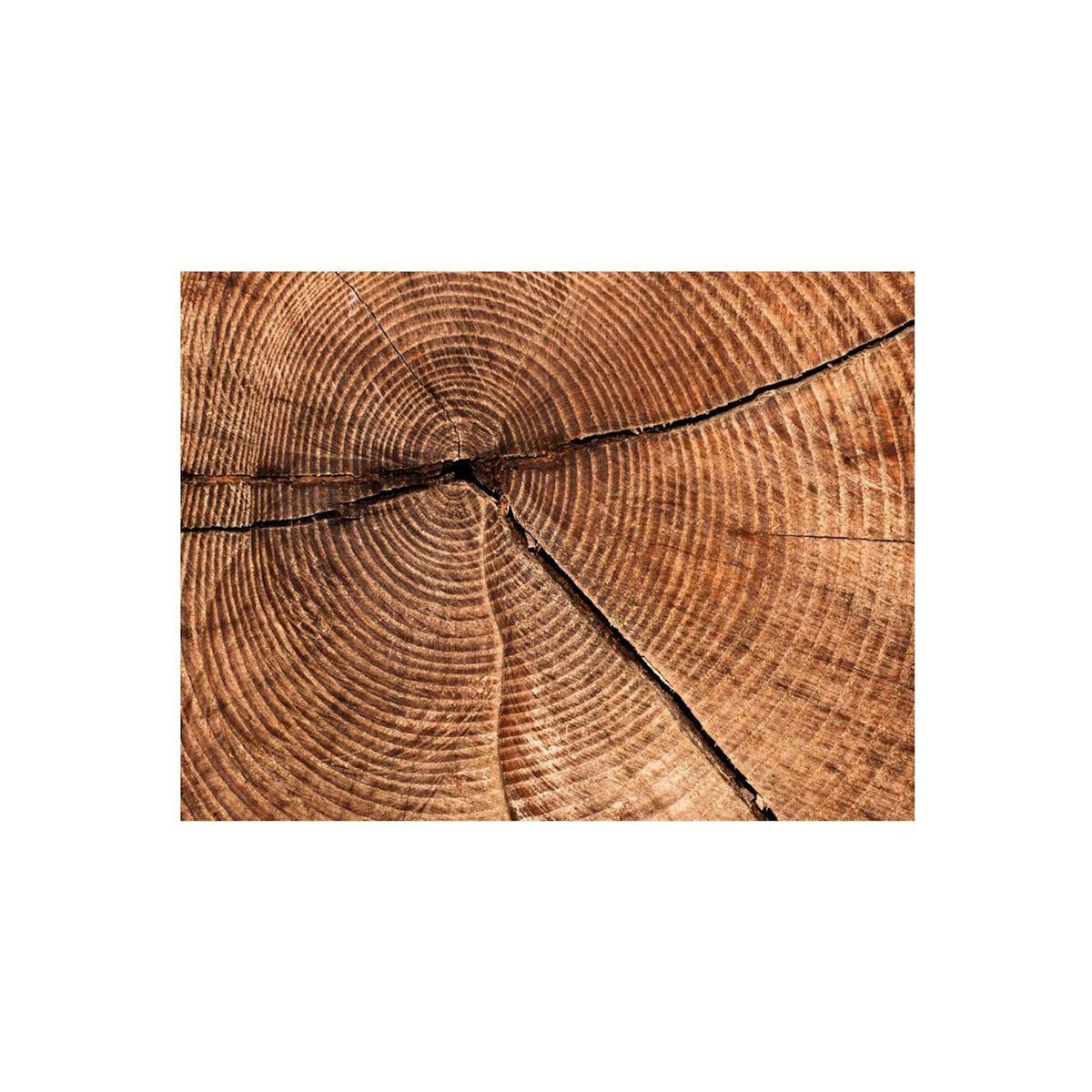 Paris Prix Papier Peint  Coupe D'un Tronc D'arbre