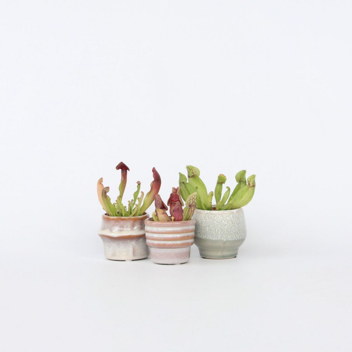 PLANT IN A BOX Sarracénie pourpre - Set de 6 - Sarracenia purpurea - Hauteur 10cm - ⌀5,5cm