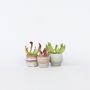 Voir la diapositive 4 : PLANT IN A BOX Sarracénie pourpre - Set de 6 - Sarracenia purpurea - Hauteur 10cm - ⌀5,5cm
