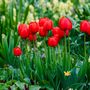 Voir la diapositive 4 : PLANT IN A BOX Tulipe - Set de 14 - Tulipa 'Red Impression' - Bulbes à fleurs - Rouge