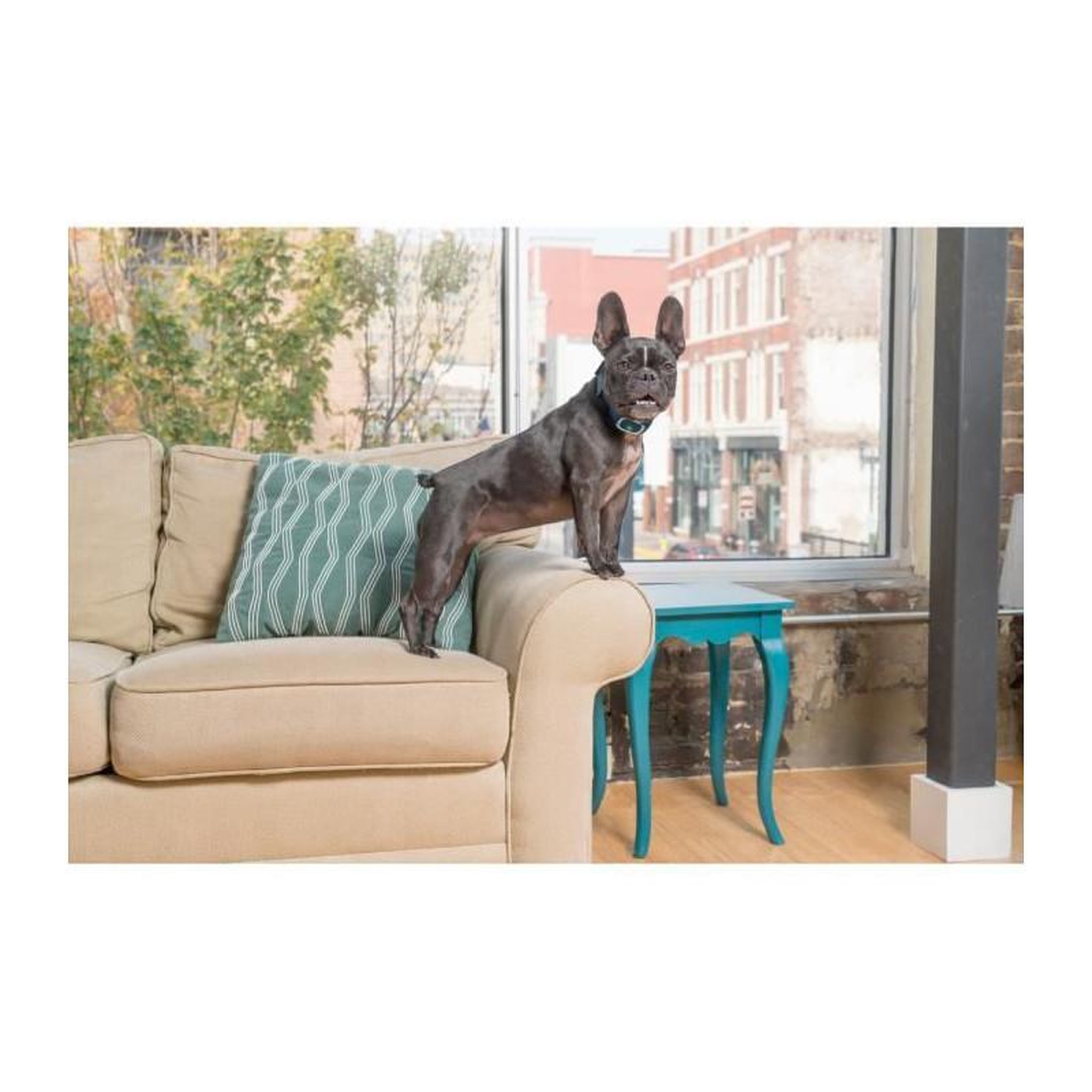 Voir la diapositive 4 : PETSAFE PetSafe Collier anti-aboiement  71 cm PBC19-10765