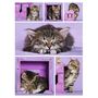 Voir la diapositive 2 : NATHAN Puzzle Chatons mignons - 500 pièces
