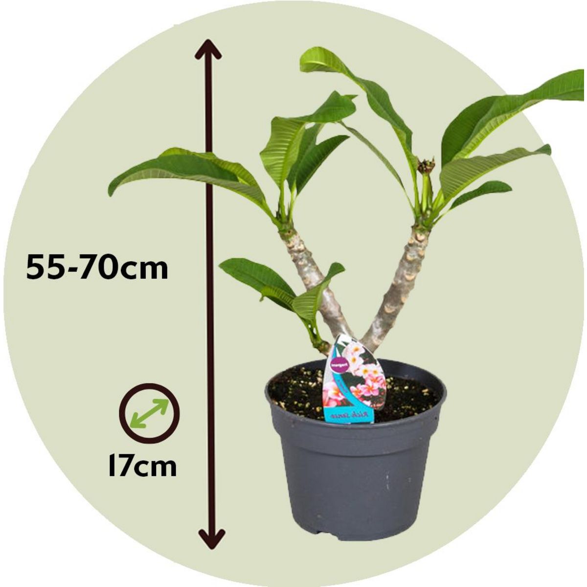 PLANT IN A BOX Frangipanier hawaii - Plumeria rubra 'Rose' - Hauteur 55-70cm - ⌀17cm