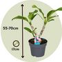 Voir la diapositive 2 : PLANT IN A BOX Frangipanier hawaii - Plumeria rubra 'Rose' - Hauteur 55-70cm - ⌀17cm