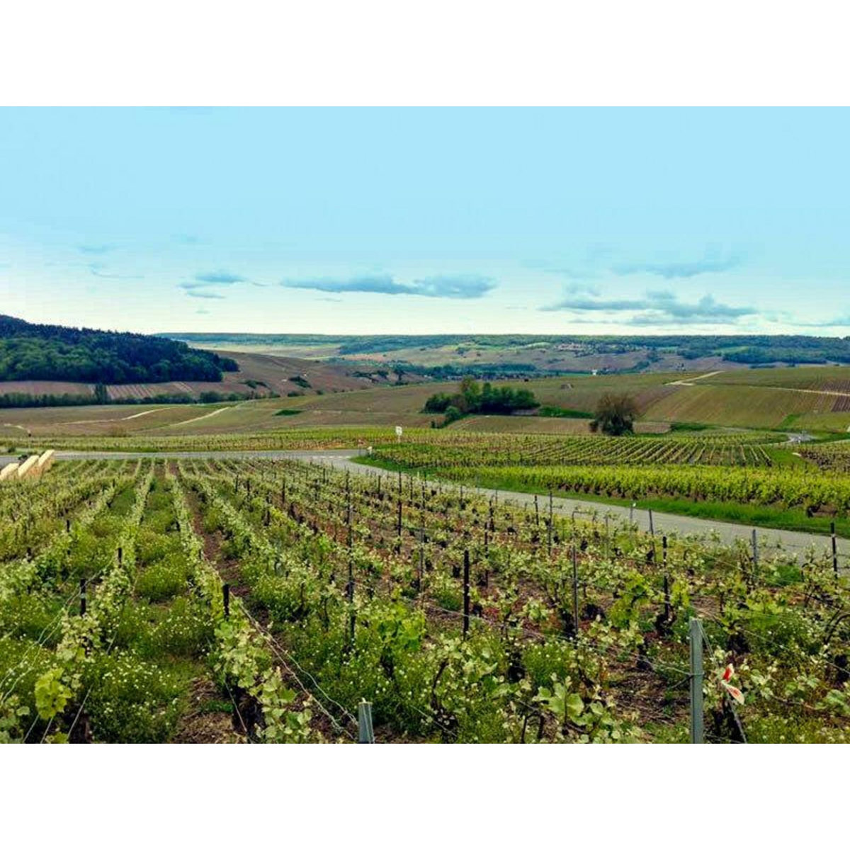 Smartbox Visite gourmande d'un domaine avec dégustation de champagne rosé - Coffret Cadeau Gastronomie