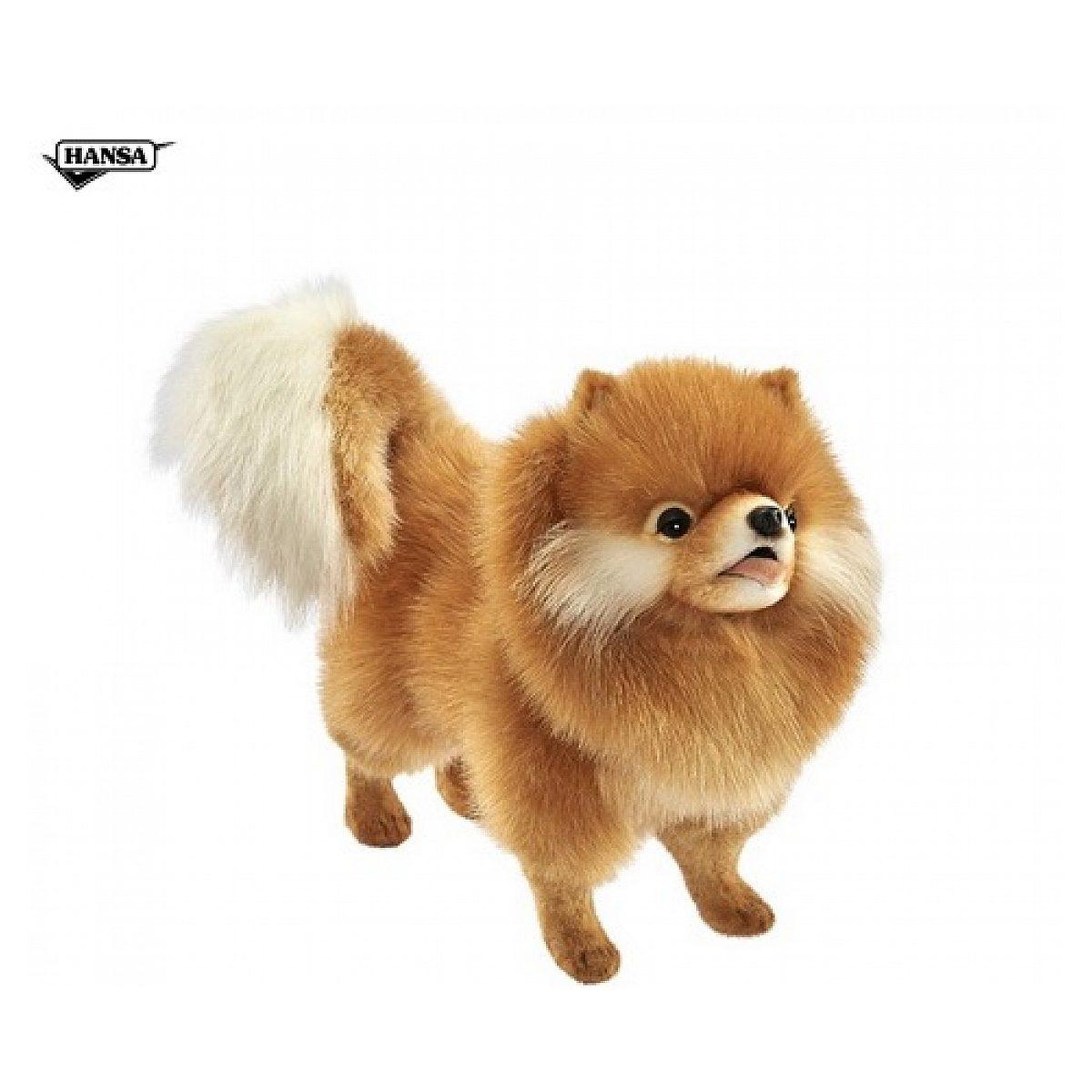 Hansa Chien chow chow 36 centimetres